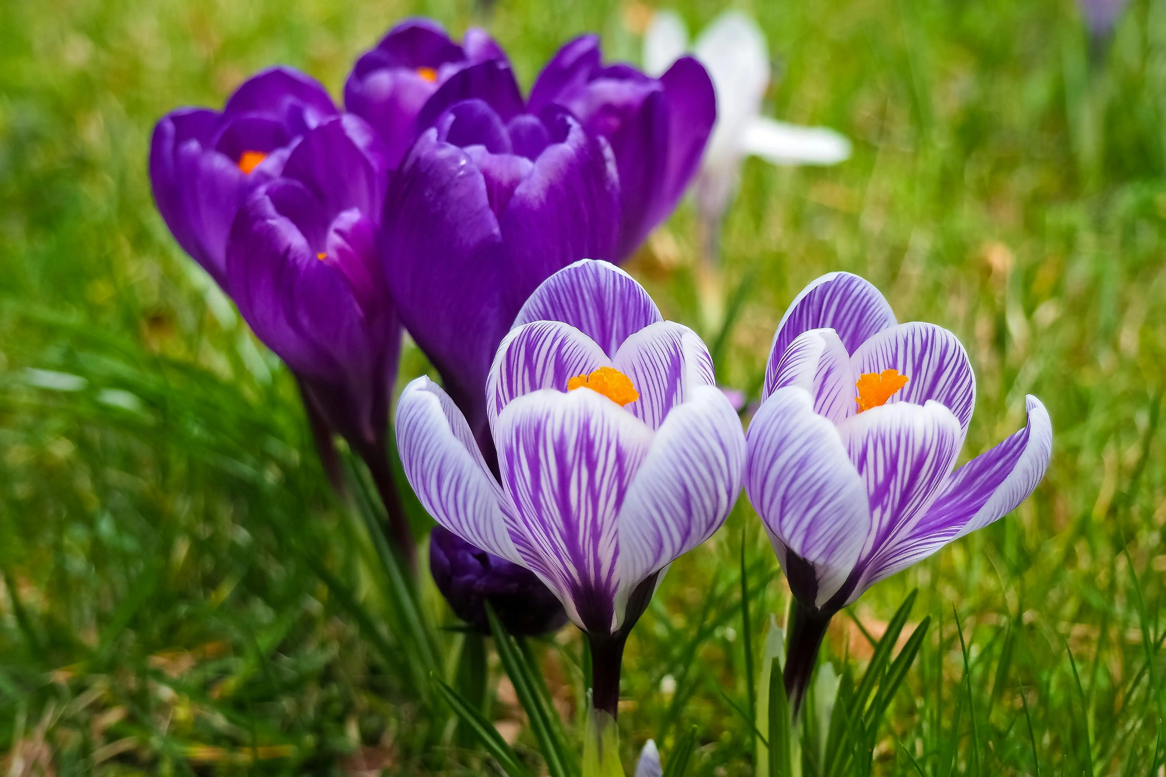 7 Steps for Your Spring Garden